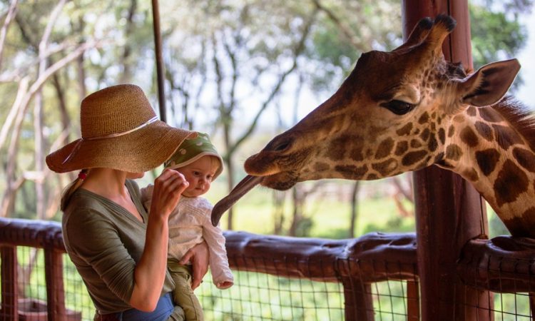 Explore Giraffe Manor safari in Kenya
