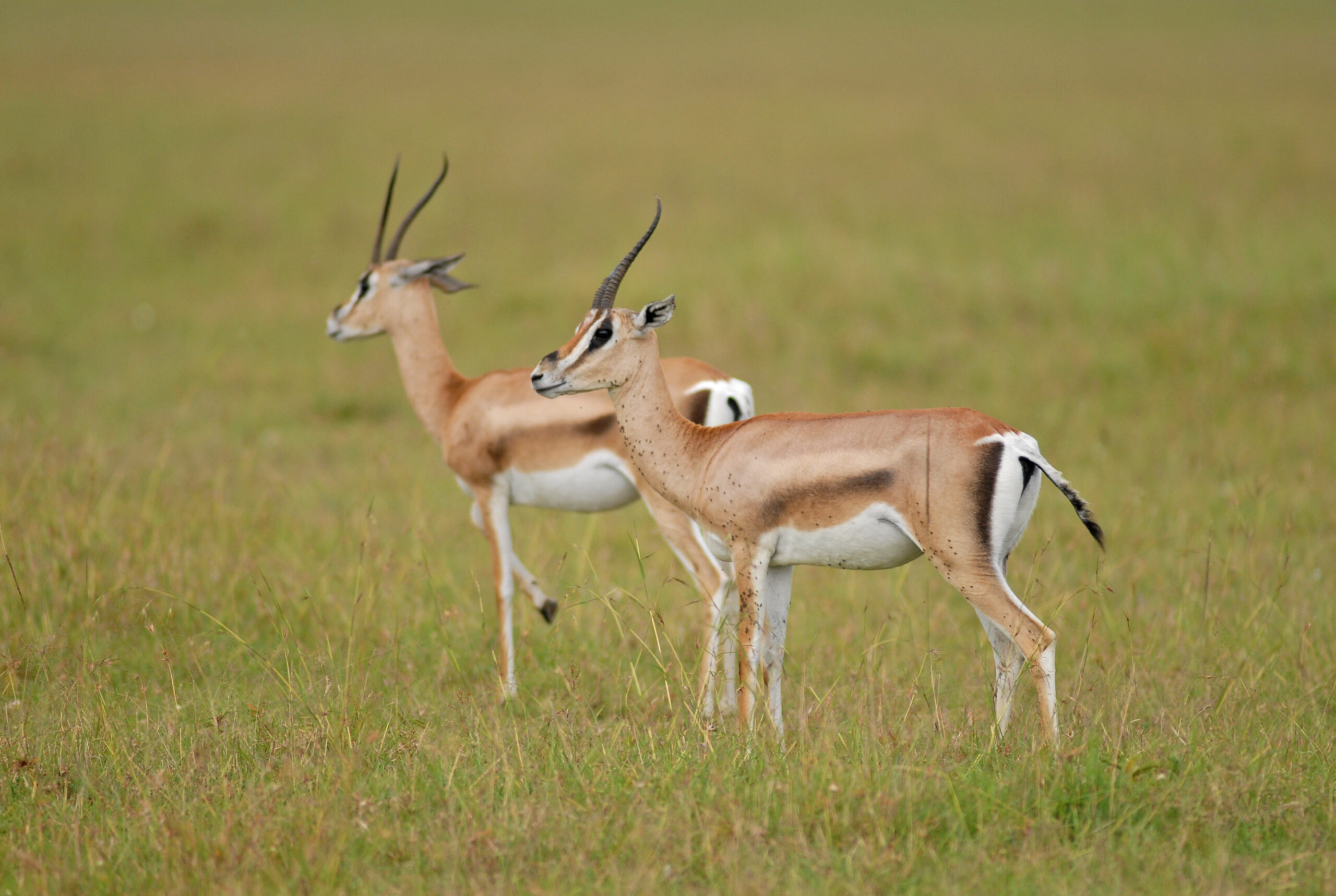 Antelope species in Kenya 